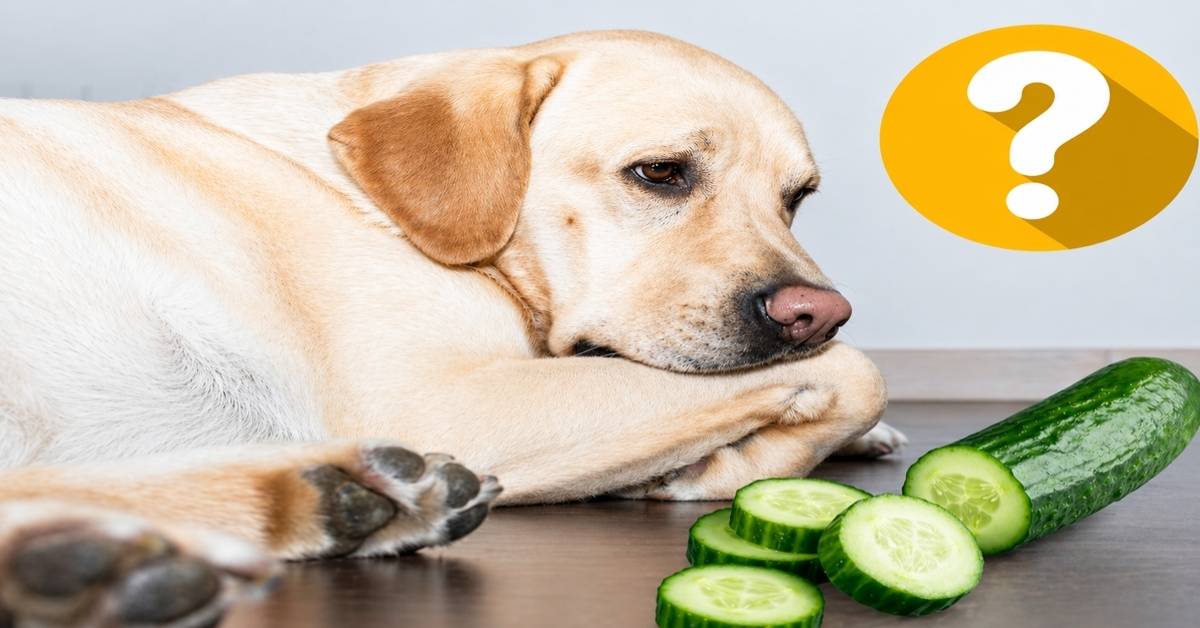 A thoughtful yellow Labrador Retriever lying next to sliced fresh cucumbers with a yellow question mark icon, exploring if cucumbers are safe for dogs.