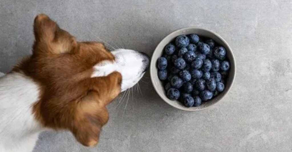 Top-down view of a brown and white dog sniffing a small bowl of fresh blueberries on a grey stone surface.