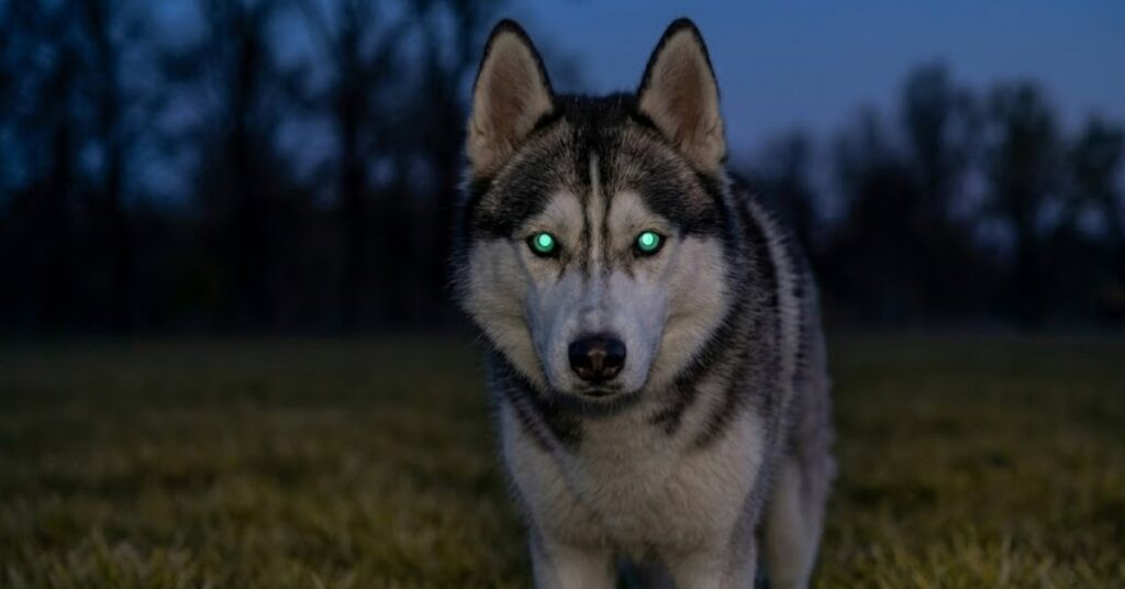 can dogs see color (5)