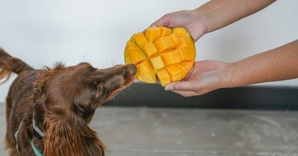 A brown long-haired dog is sniffing a mango held in two hands against a white background.