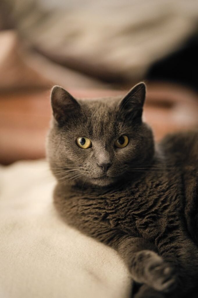 A serene gray cat lounging indoors, showcasing its distinctive yellow eyes and soft fur.