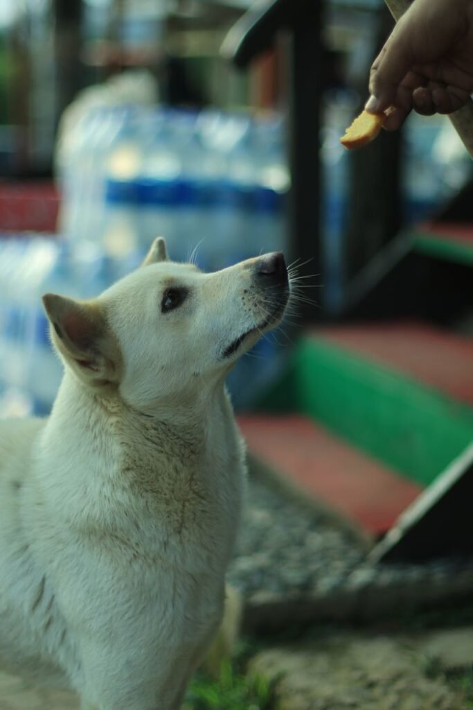 A white dog attentively looks at a hand holding a treat outdoors, steps in the background.